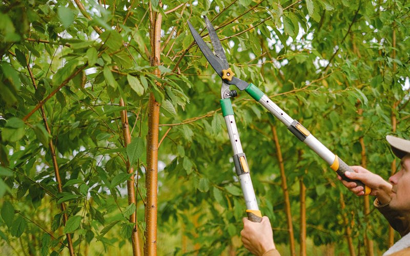 Tree trimming in Central City, IA